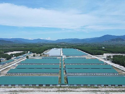 Dự án Trại heo giống công nghệ cao Thagrico Bình Định của Thaco Argi đang tiếp tục được mở rộng (Ảnh: Thaco argi) 