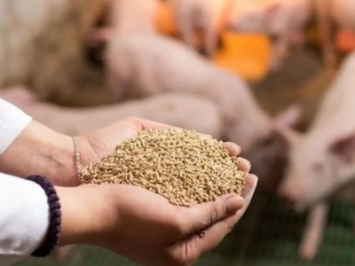 Xuất khẩu thức ăn gia súc bật tăng mạnh, thu về hơn 1 tỷ USD. 