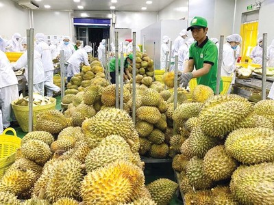 Sầu riêng là trái cây xuất khẩu với doanh thu tỷ USD sang thị trường Trung Quốc. 