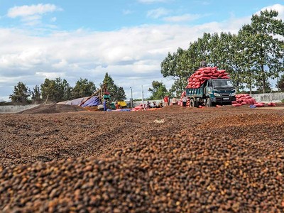 Cà phê là một trong những mặt hàng đem lại giá trị xuất khẩu cao 