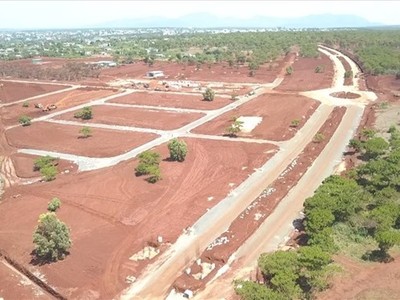 Nhiều rừng thông trong khu vực Dự án Sân golf Đak Đoa đã được di thực, đốn hạ để triển khai. Ảnh: Thanh Tuấn. 