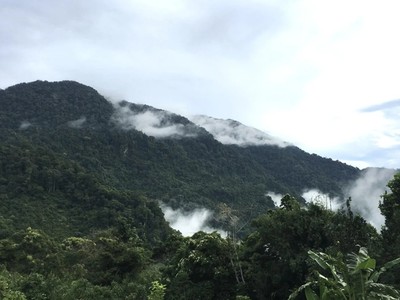 Quảng Ngãi tháo gỡ vướng mắc dự án trồng dược liệu 200 tỷ đồng 