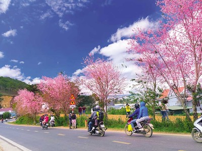 Tết Nguyên đán là thời điểm Đà Lạt bước vào mùa hoa anh đào rực rỡ. 