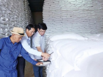 Lãnh đạo Chi cục Dự trữ Nhà nước khu vực II trực tiếp kiểm tra chất lượng gạo nhập kho dự trữ quốc gia năm 2025. Ảnh: Đức Minh