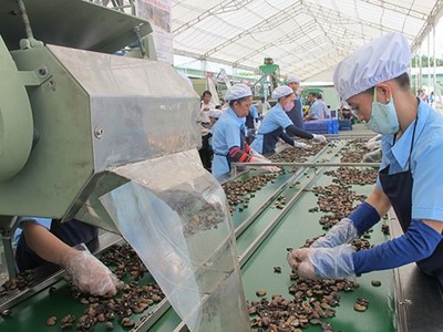 Ngành điều thu hơn 5,2 tỷ USD từ xuất khẩu trong năm 2025, tăng 20,4% so với năm 2024. 