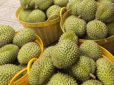 Trung Quốc chi 5,5 tỷ USD nhập khẩu rau quả Việt Nam năm 2025, tăng gần 19% so với năm 2024. 