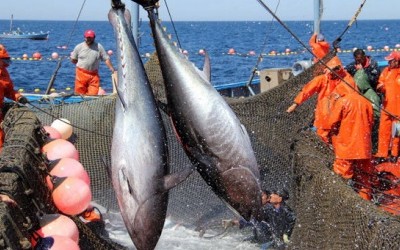 VASEP kiến nghị cơ quan quản lý sớm ban hành hướng dẫn thống nhất, chuẩn hóa bộ hồ sơ giữa các địa phương...