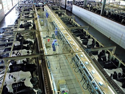 Trang trại bò sữa của TH true MILK ở Nghệ An. 