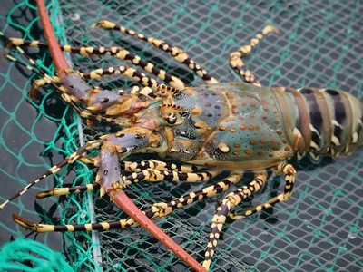 Tôm hùm bông Việt Nam được ưa chuộng tại Trung Quốc.