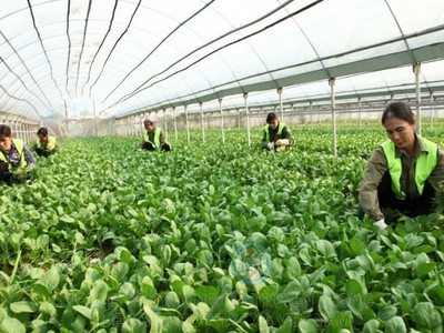 Chính phủ yêu cầu tạo mọi điều kiện thuận lợi theo quy định của pháp luật để khu vực kinh tế tập thể, hợp tác xã phát triển nhanh, bền vững. 