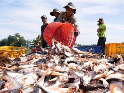 Lĩnh vực nông, lâm nghiệp và thủy sản ghi nhận 440 doanh nghiệp mới, tăng 145,8%, nhưng quy mô còn nhỏ. Ảnh ST 