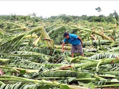 Bảo hiểm nông nghiệp bước đầu phát huy hiệu quả trong việc hỗ trợ người sản xuất nông nghiệp giảm thiểu rủi ro tài chính trước thiên tai, dịch bệnh. Ảnh: Đinh Văn Nhiều/TTXVN 