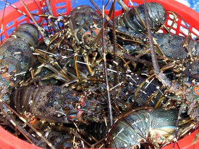 Xuất khẩu sang Trung Quốc 2 tháng đầu năm 2026 khởi sắc, tăng gần 40% so với cùng kỳ năm trước. 