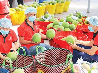 Thách thức từ xung đột Trung Đông, ngành nông nghiệp kêu gọi doanh nghiệp cùng đoàn kết “vượt sóng” 