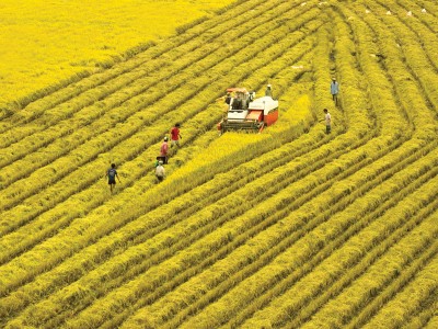 Xuất khẩu gạo: Ai kiểm soát thị trường người đó kiểm soát lợi nhuận 