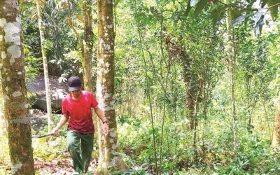 Quảng Ngãi gia hạn dự án dược liệu quý 200 tỷ đồng 