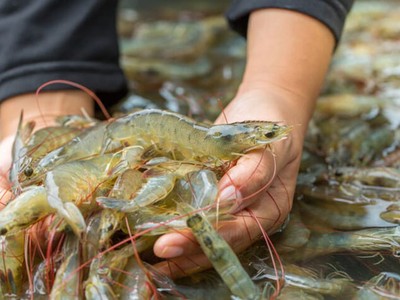 Tôm là sản phẩm xuất khẩu chủ lực của ngành thủy sản Việt Nam.