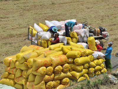 Xuất khẩu gạo đến 15/4/2026 giảm so với cùng kỳ 155 triệu USD. 