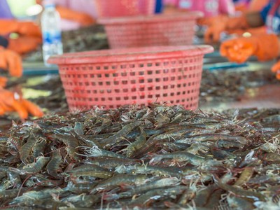 Theo Vasep, thủy sản Việt Nam xuất sang Mỹ không cạnh tranh trực diện với sản phẩm nội địa Mỹ. 
