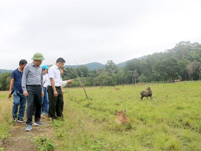 Đoàn công tác của UBND tỉnh Gia Lai tham quan Trung tâm cứu hộ, bảo tồn và phát triển sinh vật của Vườn Quốc gia Kon Ka Kinh. Ảnh: Kim Loan.
