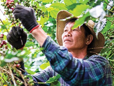 Nông dân thu hoạch cà phê tại Tây Nguyên - nơi doanh nghiệp cùng người dân triển khai mô hình canh tác đạt chuẩn ESG