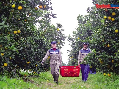 Cắt giảm điều kiện kinh doanh là bước đi có tính chất đột phá nhằm tháo gỡ nút thắt pháp lý, dọn đường cho doanh nghiệp nông nghiệp bứt phá. Ảnh: Đ.T