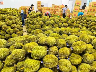 Thị trường Ấn Độ đã mở cửa cho trái sầu riêng tươi của Việt Nam, hứa hẹn sớm trở thành nhóm hàng tỷ USD.