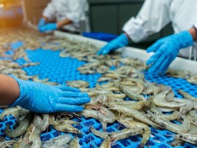 Xuất khẩu tôm mang về 2,8 tỷ USD sau 7 tháng, đóng góp đáng kể vào kim ngạch xuất khẩu toàn ngành thủy sản.