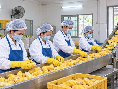 Doanh nghiệp hoạt động chính trong lĩnh vực sản xuất, chế biến và kinh doanh nông sản như sắn, ngô…