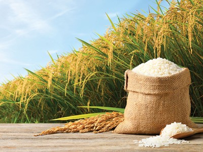 Câu chuyện tại Lộc Trời cho thấy, vốn nhà nước cần được chuyển giao về những tổ chức có đủ năng lực quản lý vốn
