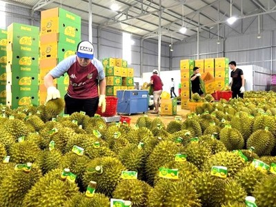 Xuất khẩu rau quả tháng 8 đạt gần 1,4 tỷ USD, đưa kim ngạch xuất khẩu 8 tháng vượt 6,15 tỷ USD, tăng 27,7% so với cùng kỳ. 