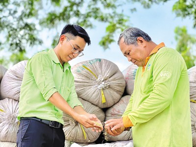 Doanh nghiệp lựa chọn cắt bớt một số tài sản để tập trung vốn vào lĩnh vực cốt lõi. Trong ảnh: Thu hoạch lúa tại vùng nguyên liệu của PAN. Ảnh: PAN