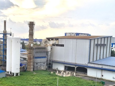 Đông Dương (DDG) đẩy mạnh lĩnh vực Biomass, mở rộng trồng và khai thác rừng trồng