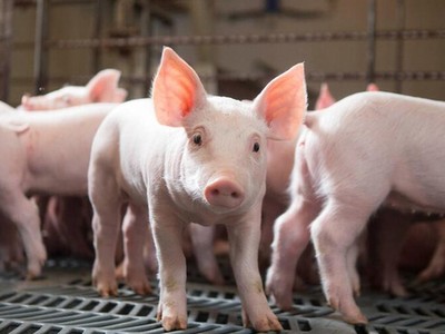 Nông Súc sản Đồng Nai (NSS) trả cổ tức đợt 2/2021 bằng tiền, tỷ lệ 82,96%