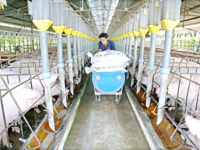 PSL: Ngày GDKHQ nhận tiếp cổ tức năm 2023 (1%)