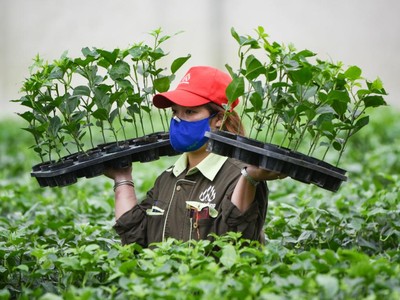 Nafoods Group (NAF) dự kiến phát hành gần 3 triệu cổ phiếu ESOP giá 10.000 đồng/CP