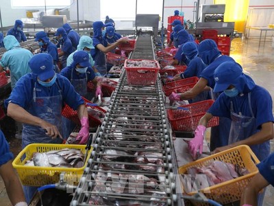 Camimex Group (CMX): Cổ đông lớn Es Vina vừa mua vào 104.300 cổ phiếu 