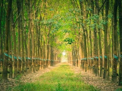 Cao su Đắk Lắk (DRI) sắp trả cổ tức còn lại 2024 bằng tiền mặt, tỷ lệ 5%