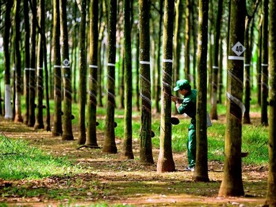 Cao su Tây Ninh (TRC) báo lãi quý III giảm 62% do giá bán mủ giảm 