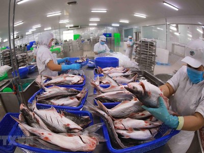 Xuất khẩu cá tra sang Brazil đạt mức thấp nhất kể từ tháng 5/2022