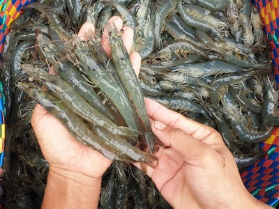 Sao Ta (FMC) lãi sau thuế 251,2 tỷ đồng trong 9 tháng, phát sinh gần 193 tỷ đồng thuế đối ứng