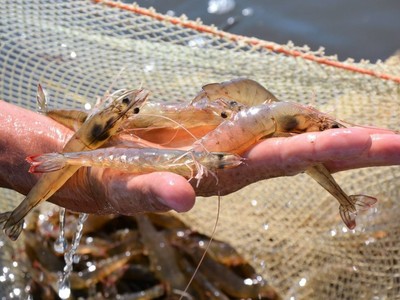 Doanh thu Sao Ta (FMC) giảm mạnh trong tháng 11/2025