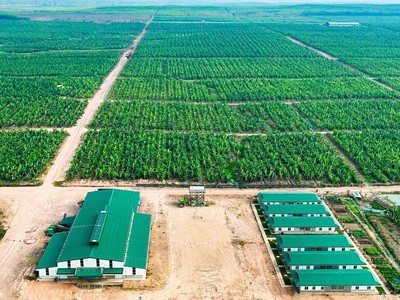 Nông nghiệp Trường Hải lãi hơn 6,1 tỷ đồng trong nửa đầu năm 