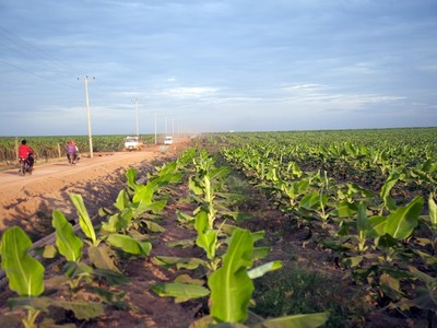 HAGL Agrico (HNG) lỗ thêm 546 tỷ đồng sau 9 tháng, nâng lỗ luỹ kế lên 8.648 tỷ đồng