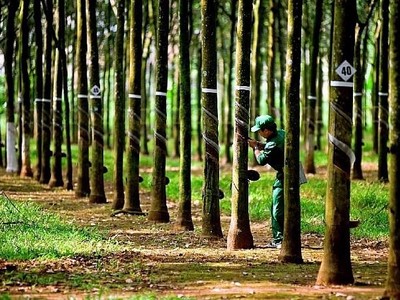 Dù có hơn 21.000 cổ đông, Tập đoàn Cao su Việt Nam (GVR) vẫn chưa đạt điều kiện về cơ cấu cổ đông