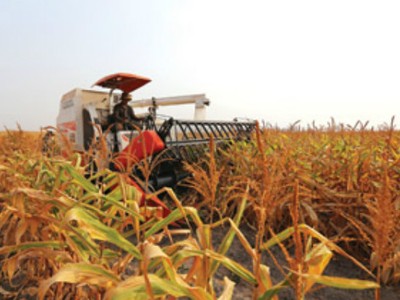 HAG đang trồng thí điểm bắp ở Campuchia