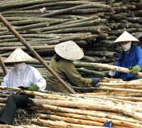 Phập phồng nỗi lo nguồn nguyên liệu gỗ