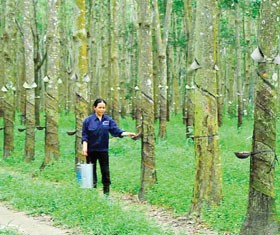 Cao su là ngành có tính chất mùa vụ, nửa cuối năm mới là thời gian cho thu hoạch chính - Ảnh: Hoài Nam