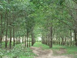 DLG hợp tác với ADM21 triển khai dự án 35 triệu USD 