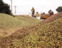 Sàn giao dịch cà phê kỳ hạn: Trầm lắng do đâu?